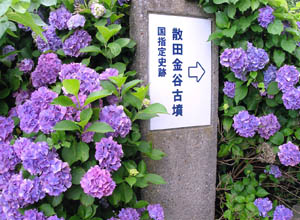 散田紫陽花に埋もれる金谷古墳の案内