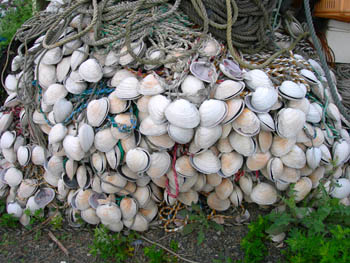 ウチムラサキの貝殻を使ったイイダコ壺延縄漁