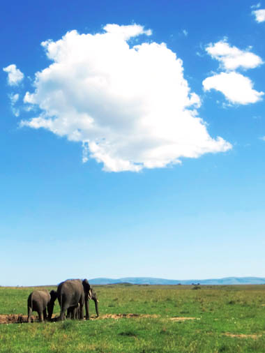 ゾウの親子が小さく見える広大なサバンナ・青空・どでかい雲
