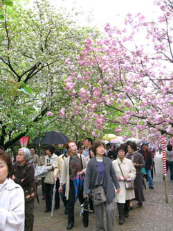 10年4月大阪造幣局桜の通り抜け