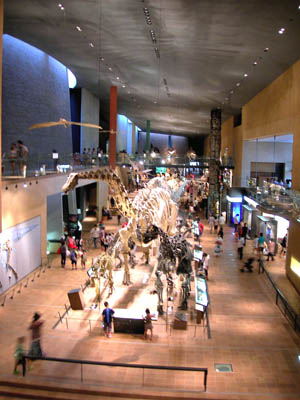 恐竜の骨格標本が原寸大で並ぶ自然史ゾーン