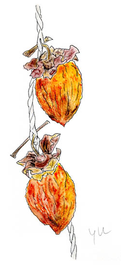 吊るし柿のイラスト