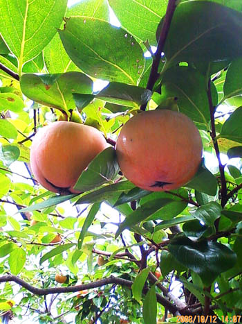 最初の甘柿だと考えられている品種｢禅寺丸｣