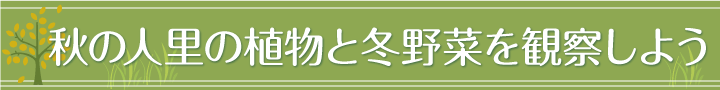 秋の人里の植物と冬野菜を観察しよう