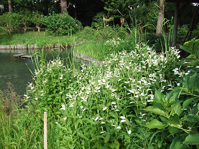 向島百花園のハンゲショウの写真